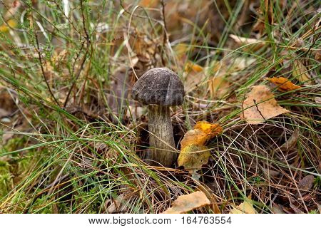 Leccinum scabrum mushroom in grass in the forest