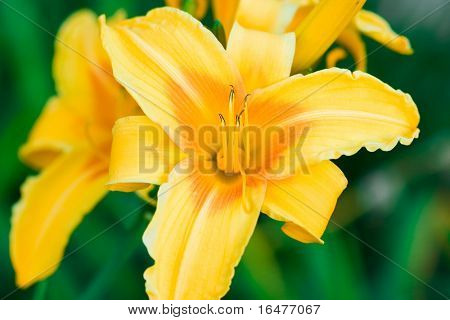 žlutá lilie na zelený flowerbad