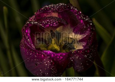 Violet Flower Spring Garden Macro Pink Drops Summer