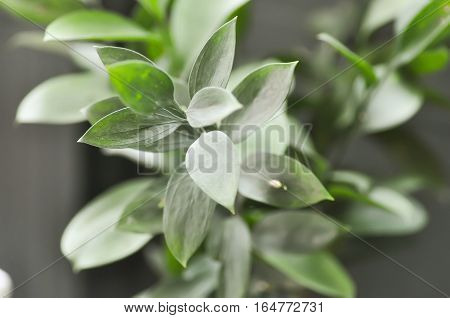Israeli Ruscus Green leaves ,  Israeli Ruscus Green