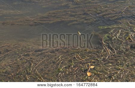 Snake flows in river Ibar in Serbia