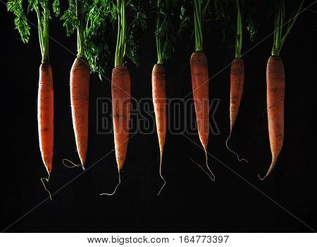 Carrots with leaves hanging in a row against a dark brown background sidelight organic vegetables healthy food