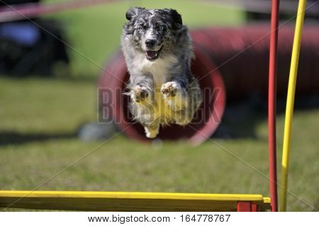 Dog with blue eyes jumping over obstacle on agility competition