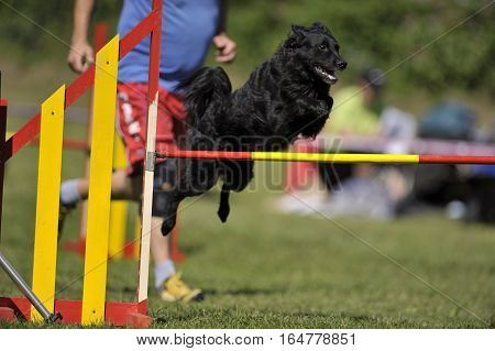 Black Croatian Sheepdog on agility course jumping over red-yellow obstacle