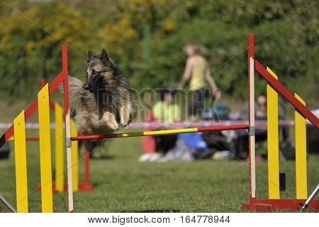 Lovely Belgian shepherd - Tervueren jumping on agility competition. His jump is elegant and thorough.