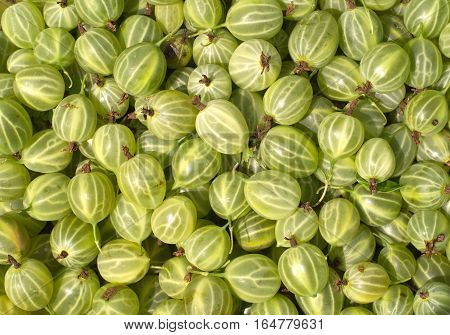 Many tasty fresh green gooseberries as bacjground closeup