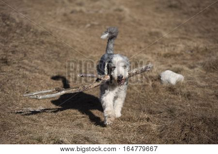 Bearded Collie dog carrying a big stick