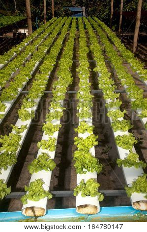 Hydroponics is a subset of hydroculture, the method of growing plants without soil, using mineral nutrient solutions in a water solvent. Terrestrial plants may be grown with only their roots exposed to the mineral solution.