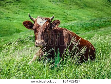 Cow lying in a meadow of green grass
