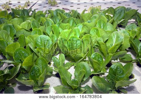 Hydroponics is a subset of hydroculture, the method of growing plants without soil, using mineral nutrient solutions in a water solvent. Terrestrial plants may be grown with only their roots exposed to the mineral solution.
