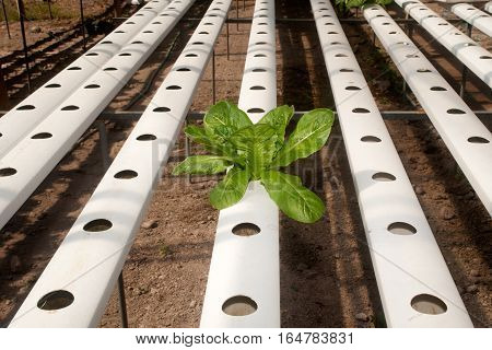 Hydroponics is a subset of hydroculture, the method of growing plants without soil, using mineral nutrient solutions in a water solvent. Terrestrial plants may be grown with only their roots exposed to the mineral solution.
