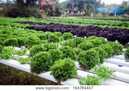 Hydroponics is a subset of hydroculture, the method of growing plants without soil, using mineral nutrient solutions in a water solvent. Terrestrial plants may be grown with only their roots exposed to the mineral solution.