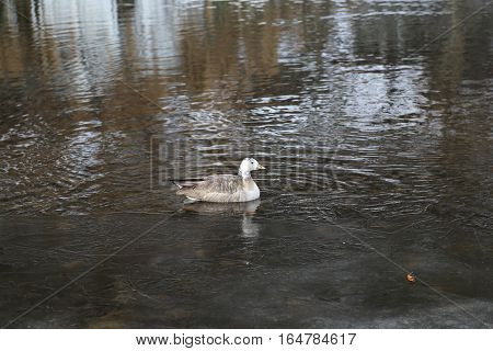 Goose swimming in the river at the edge of the ice