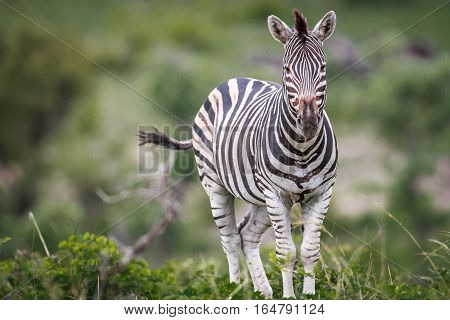 Zebra Starring At The Camera.