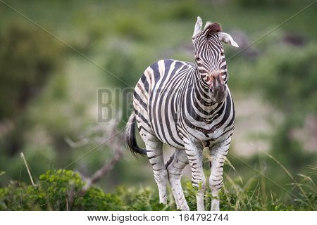 Zebra Shaking His Head.