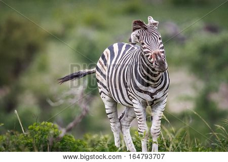 Zebra Shaking His Head.
