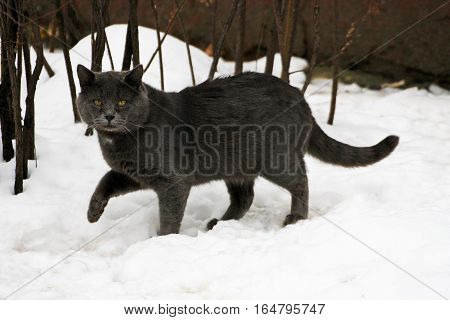 Winter. Ruffled big fat grey cat walking on snow. The cat pressed a forepaw.