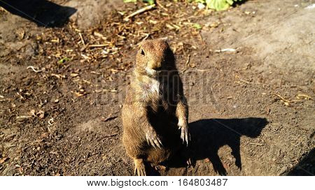 cute Black-tailed prairie dog in the sunshine