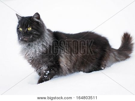 Portrait of a beautiful Siberian cat on the snow