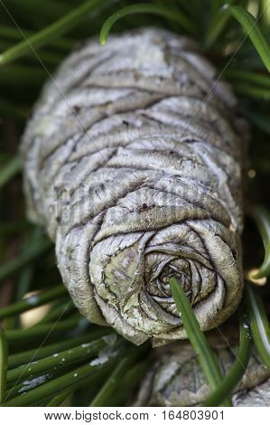 Growing pine cone on Japanese Umbrella-Pine tree