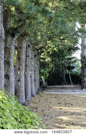 Row of Korean Pines lines path at Allen C. Haskell Public Gardens