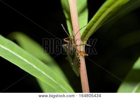Red-legged Shieldbug, known also as Forest Bug, Pentatoma ruffles on branch with green leaves