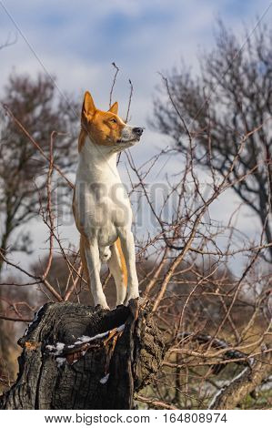Basenji dog - troop leader on the tree branch looking into its acres