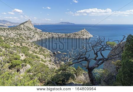 Seascape with a dead relict pine tree. Crimea September.