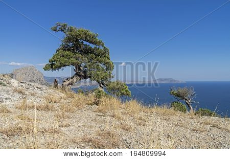 Relict juniper tree against a blue cloudless sky. Crimea September.