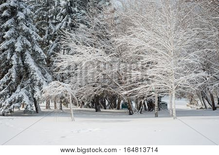 Winter landscape. Majestic snowy park. Europa Bulgaria