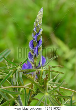 Isolated flower of blue lupine beginning to bloom