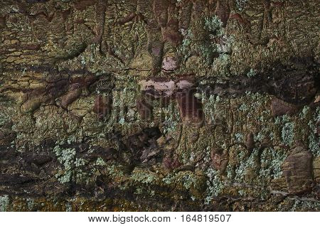 Flakey green tree bark texture with circular impressions and red accents close up of tree split