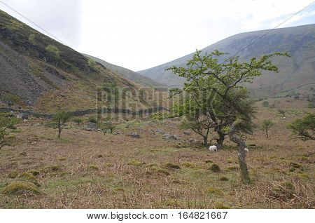 Open brown field with stone wall, green tree and rolling hills in the background, winter at Aber falls abergwyngregyn
