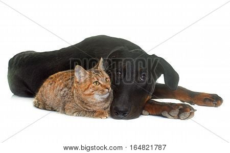young beauceron and cat in front of white background