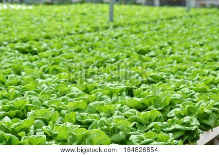 Commercial Greenhouse Soilless Cultivation Of Vegetables