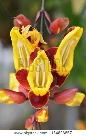 Thunbergia Mysorensis, Also Called Mysore Trumpetvine