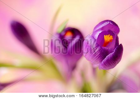 Purple crocus flower spring flower crocus as a background extreme focus