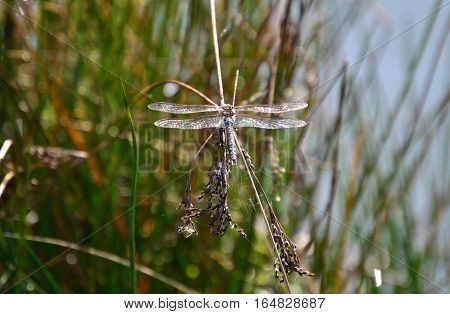 Dragonfly (Anisoptera) resting on branch with wings open, reads and water in background