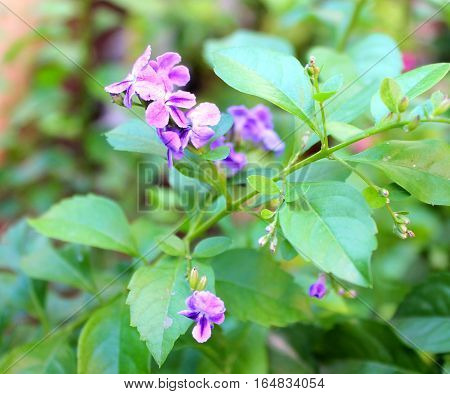 Durante flower on a tree branch in the garden