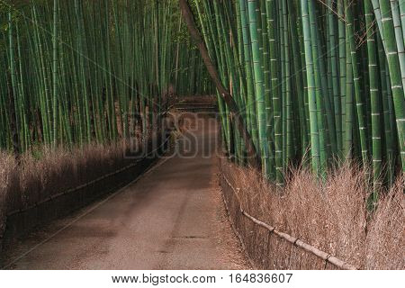 japan bamboo park tourism travel green fence Kyoto