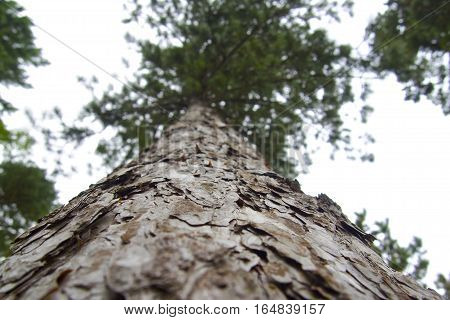Looking up at tree trunk, flakey grey brown bark