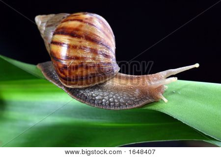 Escargot