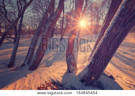 Sun shite trough tree. Winter landscape with sun beams and lens flare. Colorful winter background.