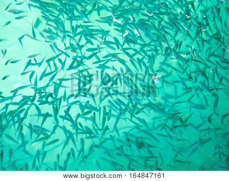 Nature school of small fish underwater. background