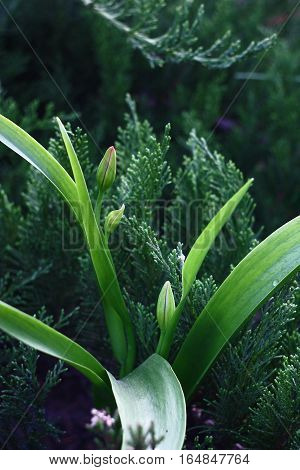 In a garden among juniper runaways the tulip has grown. Tulip buds are not opened.