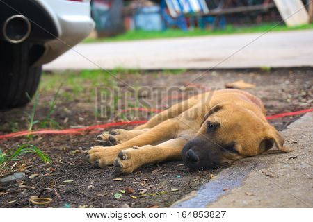 Puppy sleep on the ground near the car wheels.
