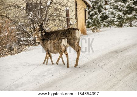 Mule Deer (Odocoileus hemionus) doe with her young one in fresh snow along the side of a road in Montana