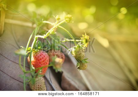strawberry plants close up for background .