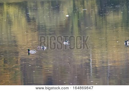 Nile geese in the Danube with shadowplay colorful water