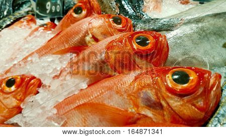 Row of redfish lies in surrounding crushed ice.